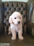 Lovely Golden Retriever for Pet Lovers
