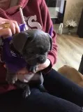 Blue french bulldog puppies