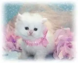Persian kittens For Adoption Now Ready To Go Home.