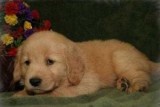 Registered Golden Retriever Puppies