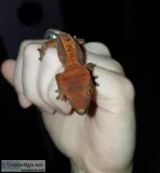 Crested Gecko