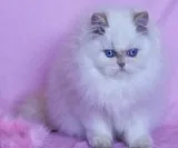 Pure breed Persian kitten - 100%