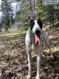 1.5yo Staghound Female (greyhound x scottish deerhound)