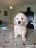 Beautiful Golden Retriever Puppies