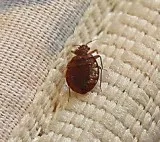 BED BUGS TREATMENT