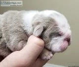 AKC Lilac English Bulldogs puppies