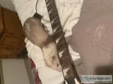 Two sweet baby ferrets )