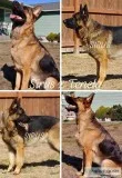 AKC German Shepherd puppies