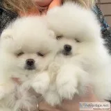 Puppies for sale