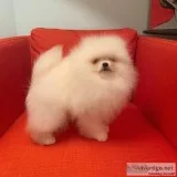 Puppies 