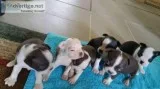 Boston Terrier puppies-males and females
