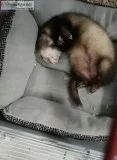 Male Ferret