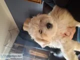 Cavachon