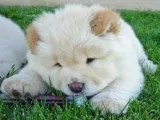 Quality Chow Chow Puppies for Sale