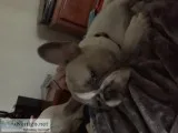 French Bulldog for Sale Female