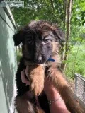 AKC German Shepherd Puppies