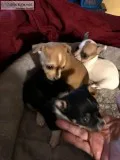 Chihuahua puppies