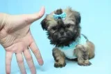 Teacup Shih-Tzu Puppies are Available now