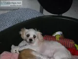 male teddybear