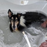 D and D Doggy Wash Grooming Salon