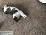 Yorkie and a Cat
