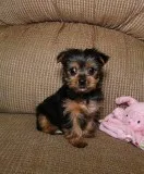 Minnature Yorkies