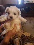 Maltese