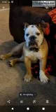 English bulldog for sale
