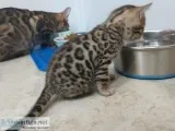 Smart and Lovely Bengal Kittens need good home