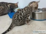 Smart and Lovely Bengal Kittens need good home