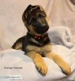 AKC GERMAN SHEPHERD PUPPIES CHAMPION Lines
