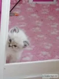Adorable Ragdoll Kittens Looking For Love.