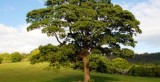Tree Removal Craigavon - Beechwood Treesurgery Ltd