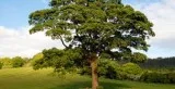 Tree Removal Craigavon - Beechwood Treesurgery Ltd