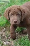 Chesapeake Bay Retriever Pups