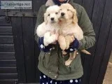 Golden Retriever Puppies