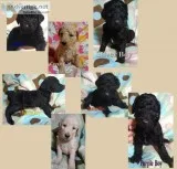 Standard Poodle Puppies