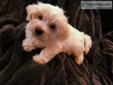 EASTER PUPPIES MORKIES