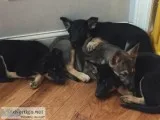 German shepherd puupies