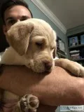 Female Labrador Retriever Puppies