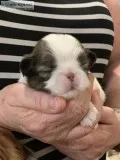 Japanese Chin Female SableWhite &quotBrittney&quot