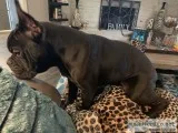 Rehoming 10 mo old Frenglish Bulldog