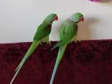 20 Months old-Super Silly Tame Alexandrine Parrot