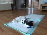 Smooth coat jack Russell puppies