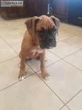 5 month old Boxer