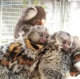 Marmoset monkeys for sale