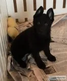 AKC German Shepherd pupoies