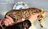 and% Smart and Lovely Bengal Kittens need good home%