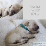 AKC Golden Retriever Puppies