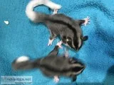 Sugar glider linage